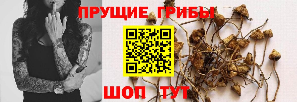 Дубна  Псилоцибиновые грибы MAGIC MUSHROOMS  Галлюциногенные грибы Magic Shrooms  Вход с VPN 